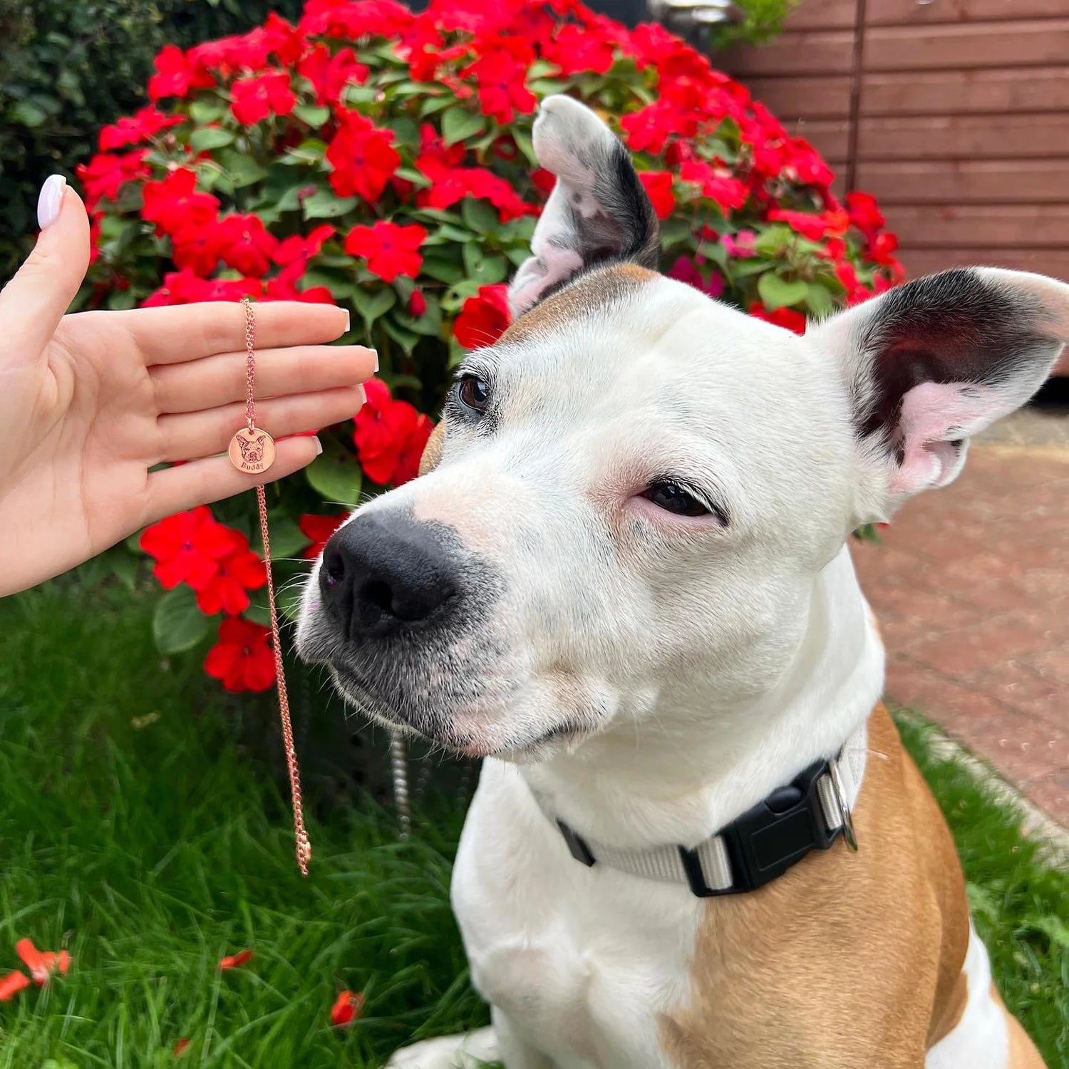 Collier Portrait de Compagnon™ + 1 Collier Offert